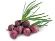 purple onions with green leaves