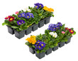 Photo en ligne au meilleur prix A collection of Primulas from two aspect