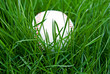 baseball in tall grass
