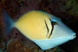 Photo: Boomerang triggerfish, Maldives Boomerang triggerfish, Maldives