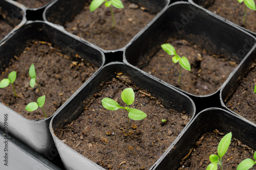 Aubergine Seedlings