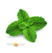 Vector fresh mint leaves on a white background