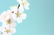 梅の花