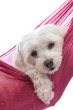 Cute maltese terrier puppy dog pet Cute maltese terrier puppy dog pet