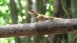 lézard dans la jungle lézard dans la jungle
