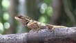 lézard de thailande lézard de thailande