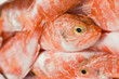 Redfish