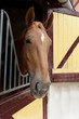 Horse's portrait