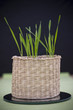 Grass in the pot