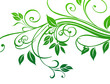 Plante verte