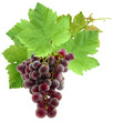 grappe de raisin grappe de raisin