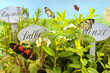 Kräutergarten mit Schmetterlingen
