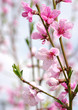 pink blossoms