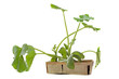 plants de courgettes