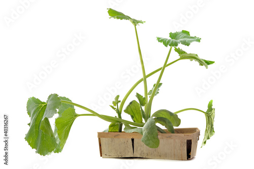 Photo: plants de courgettes plants de courgettes