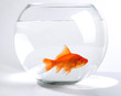 poisson rouge dans un bocal
