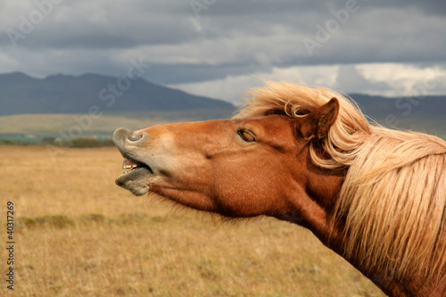 Photo: Iceland horse Iceland horse