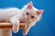 Sibirische Waldkatze - Kitten