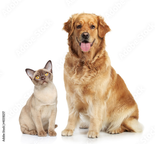 Photo: Cat and dog together Cat and dog together