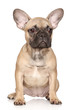 French Bulldog Puppy On A White Background French Bulldog Puppy On A White Background