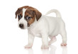 Jack Russell Terrier puppy 1 month old Jack Russell Terrier puppy 1 month old
