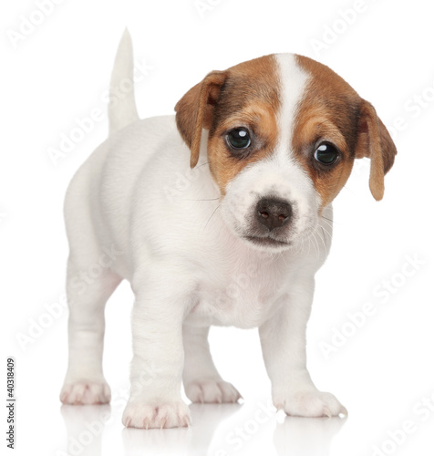 Photo: Jack Russell puppy (1 month) Jack Russell puppy (1 month)