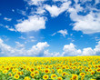 sunflower field