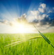 green ear over field and sunset green ear over field and sunset