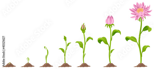 Vector: Flower Flower