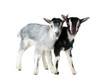 Foto: little goat isolated little goat isolated