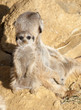 Mother and Baby Meerkat Mother and Baby Meerkat