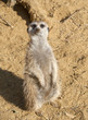 Close up of a Meerkat Close up of a Meerkat