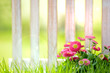 Bellis