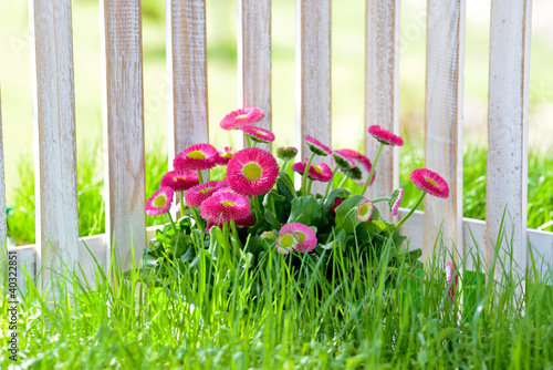 Photo: Gänseblümchen Gänseblümchen