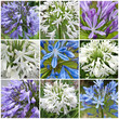 Agapanthe, Agapanthus, Tubéreuse bleue