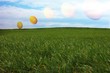 eier wiese himmel