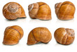 Snail shell with clipping paths