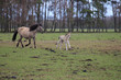 Wildpferde