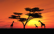 Giraffen
