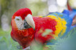 Parrot Ara