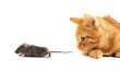Mouse and cat