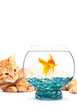 Goldfish and cat