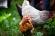 Closeup of a hen in a farmyard (Gallus gallus domesticus) Closeup of a hen in a farmyard (Gallus gallus domesticus)