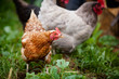 Closeup of a hen in a farmyard (Gallus gallus domesticus)