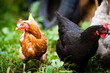 canvas print picture - Closeup of a hen in a farmyard (Gallus gallus domesticus)