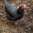 Closeup of a hen in a farmyard (Gallus gallus domesticus) Closeup of a hen in a farmyard (Gallus gallus domesticus)
