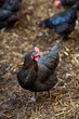 Closeup of a hen in a farmyard (Gallus gallus domesticus) Closeup of a hen in a farmyard (Gallus gallus domesticus)