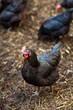 Closeup of a hen in a farmyard (Gallus gallus domesticus) Closeup of a hen in a farmyard (Gallus gallus domesticus)