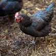 Closeup of a hen in a farmyard (Gallus gallus domesticus) Closeup of a hen in a farmyard (Gallus gallus domesticus)