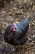 Closeup of a hen in a farmyard (Gallus gallus domesticus) Closeup of a hen in a farmyard (Gallus gallus domesticus)